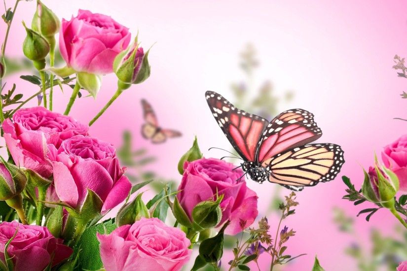 ... Pink Butterfly Wallpaper High Definition Purple Pink Red Blue.