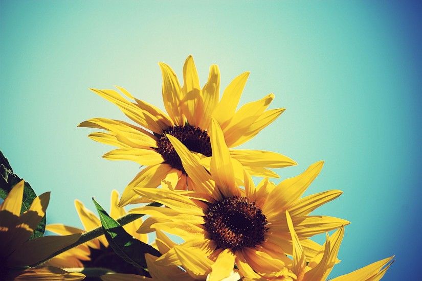 30 Brilliantly Colored <b>Sunflower Wallpaper</b> | Naldz Graphics