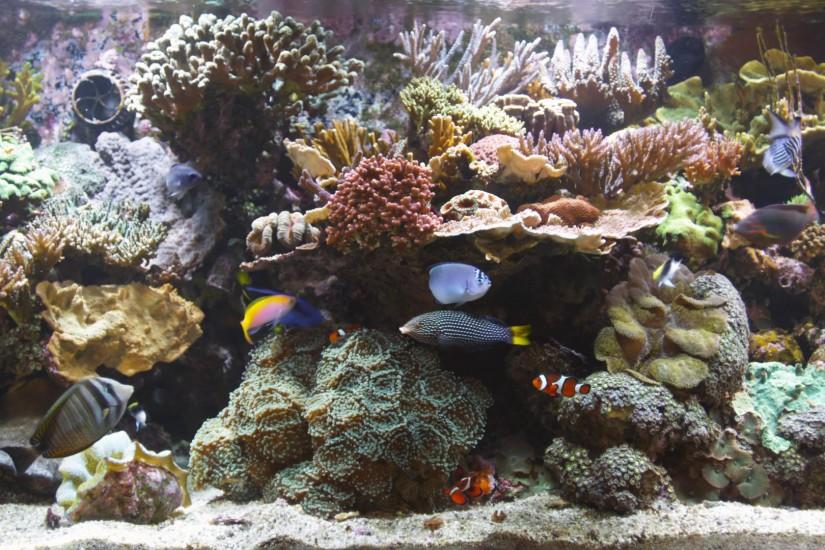 Bluscenes Coral Reef Aquarium Wallpaper