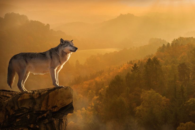 Autumn Wolf Desktop Background .