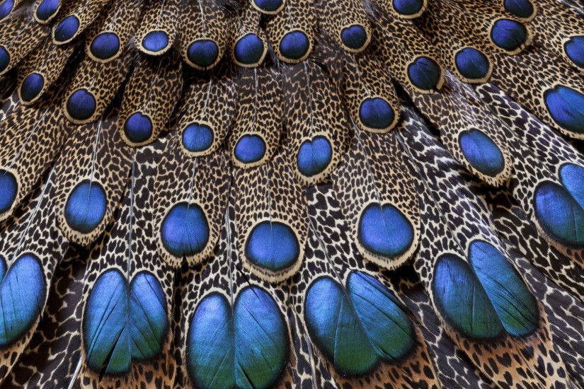 Peacock Feathers Texture For Desktop