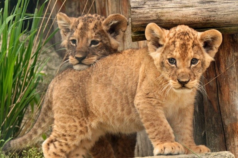 3840x2160 Wallpaper cub, baby, kids, lion