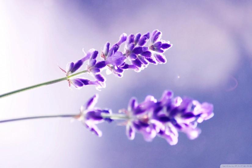 Lavender Flower Wallpaper - HD Wallpapers Pretty
