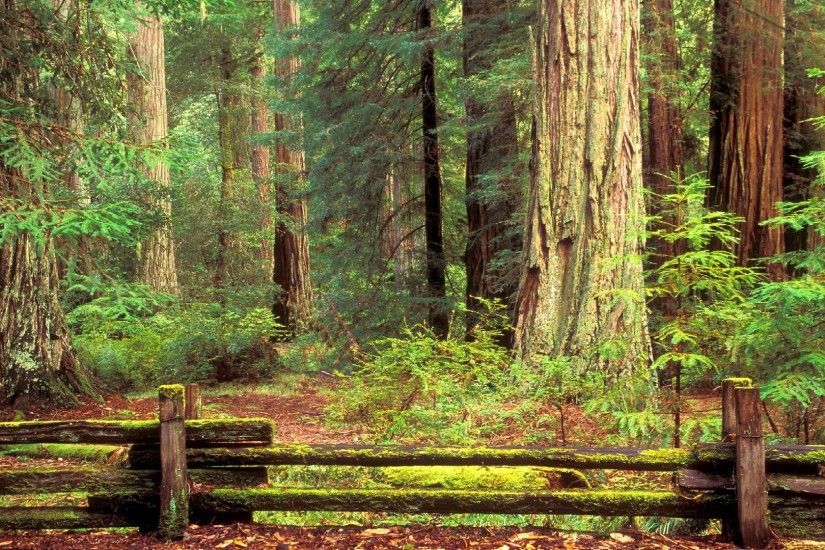 Big Basin Redwood State Park, California. [Desktop wallpaper 1920x1080]