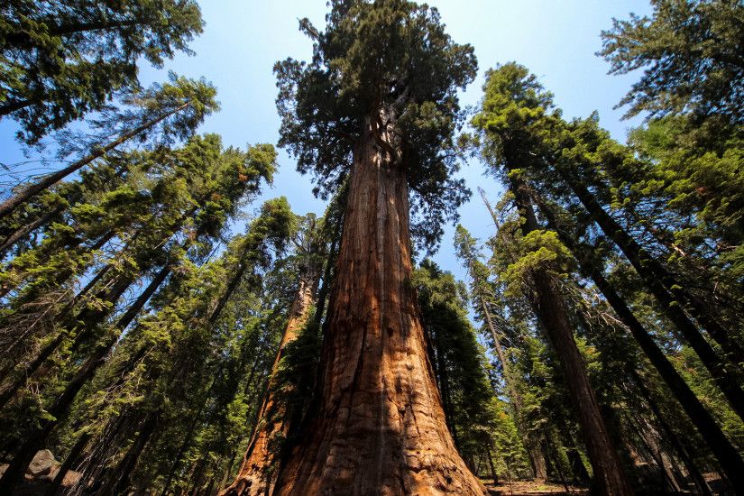 Hdwallpaperpc_com_Redwood_Trees_Forest_1920x1200.jpg