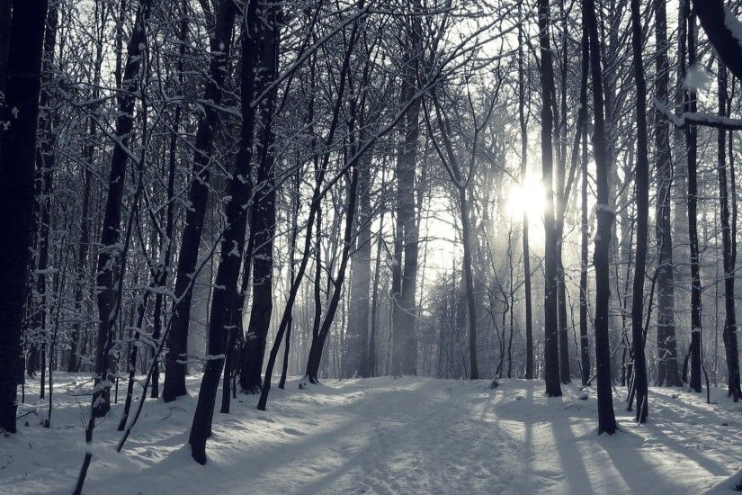 Snowy Forest Wallpaper 45946