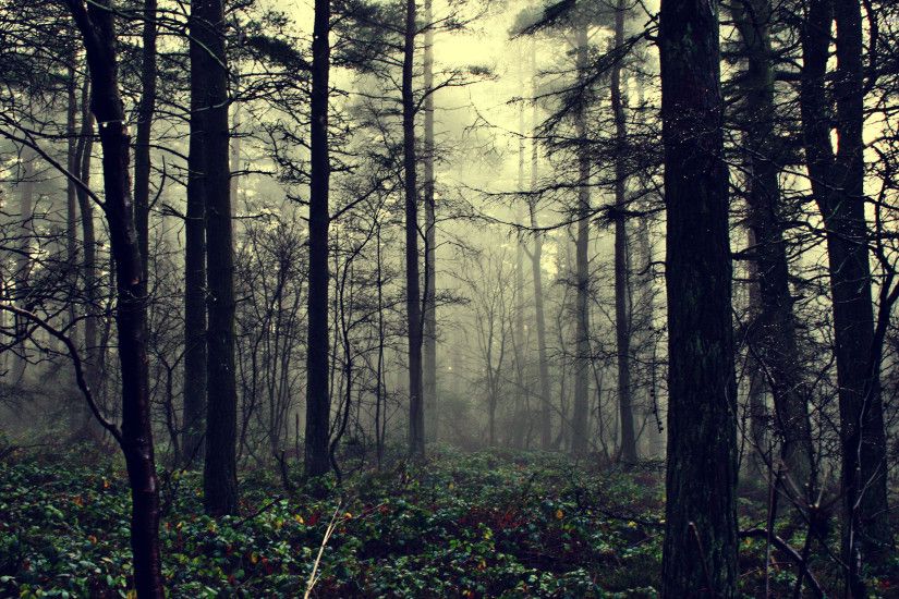 Misty forest hd wallpaper pc.jpg