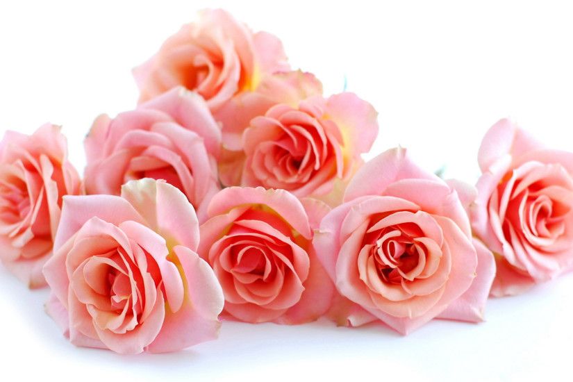 Beautiful Roses Wallpapers funmag. Rose Wallpaper For HD Download 1920Ã1080