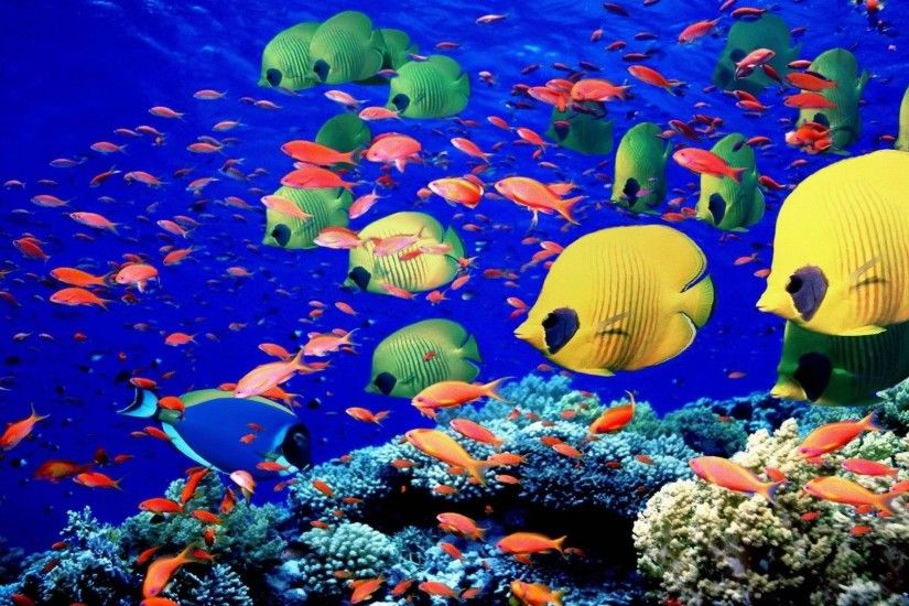 Colorful Coral Reef Wallpaper Full HD #vbp