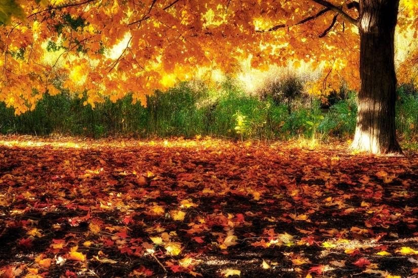Fall Season Wallpapers - Full HD wallpaper search