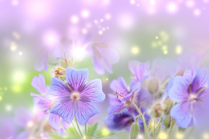free spring backgrounds 1920x1691