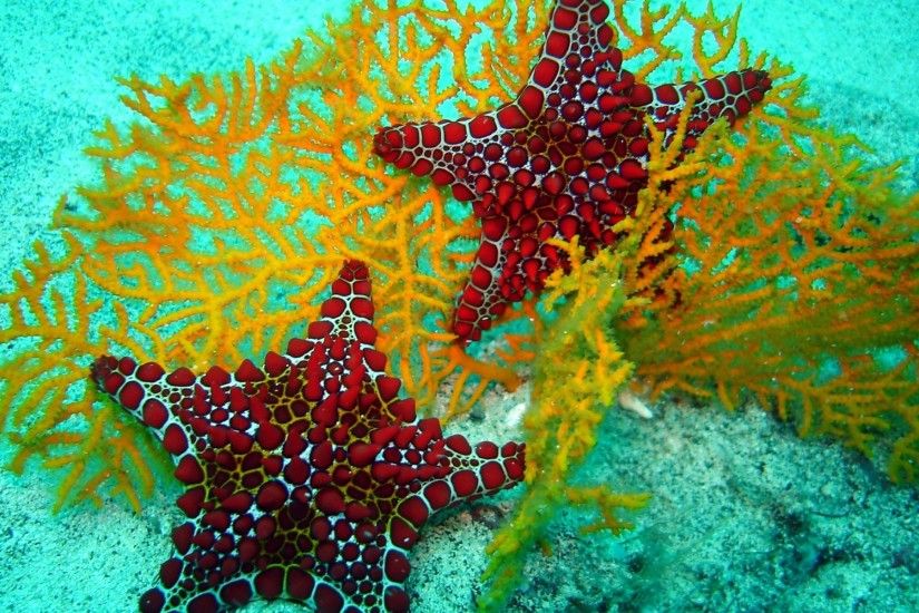 beautiful-red-starfish-image-wide-hd-desktop-wallpaper -for-background-full-free