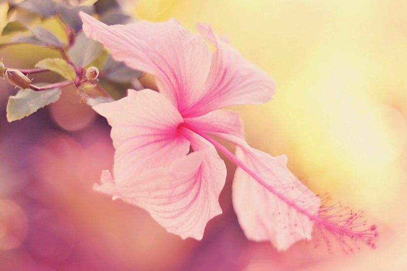 Download the following Wonderful Hibiscus Wallpaper 4412 by clicking the  button positioned underneath the "Download