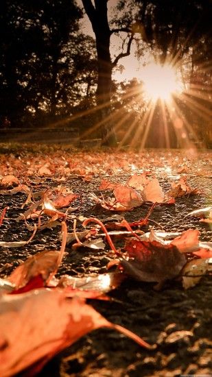 Nature iPhone 6 Plus Wallpapers - Autumn Leaves On The Ground Sunset iPhone  6 Plus HD