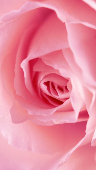 pink-rose-4787.jpg