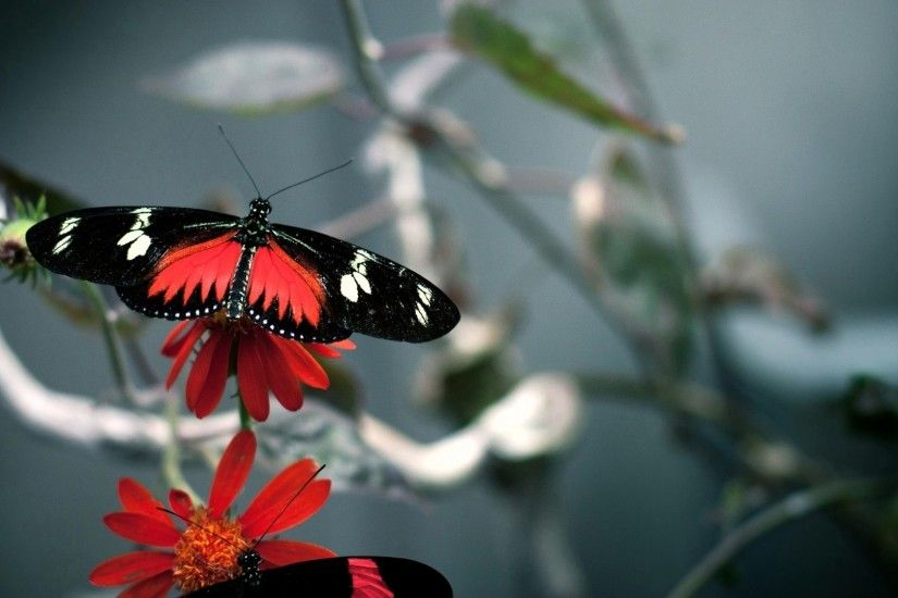 Red Black Butterfly