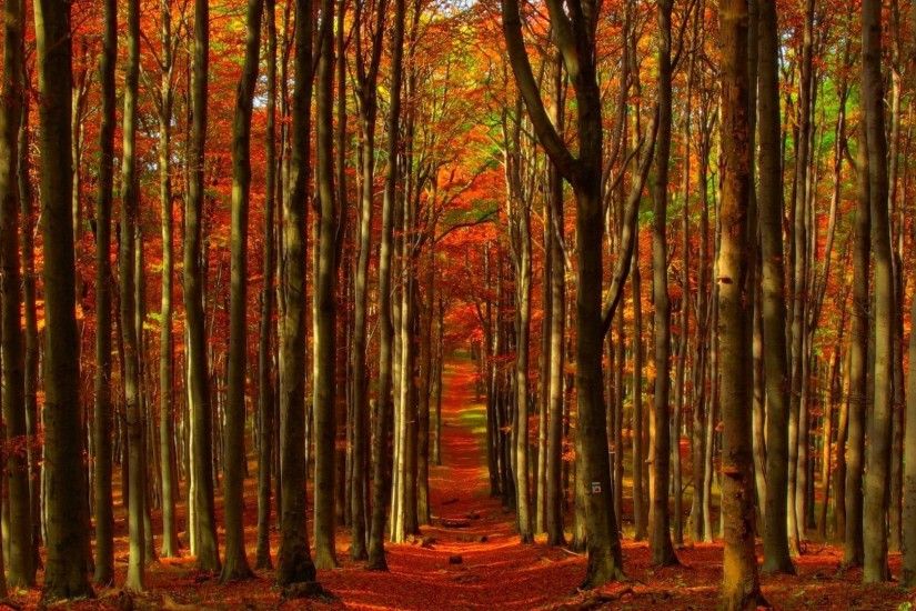 Fall Nature Autumn Landscape Forest Tree Trees Image Hd Wallpaper -  1920x1200