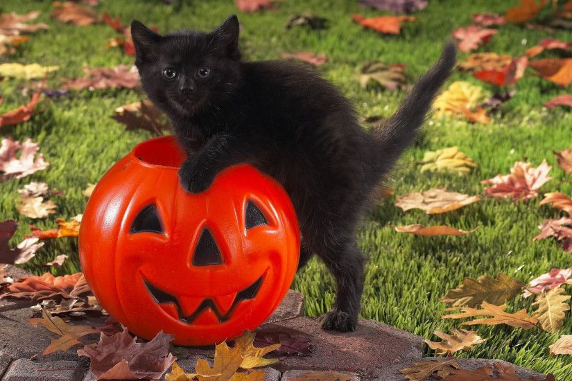 desktop background halloween cat ; hd-pics-photos-cute-beautiful-pure