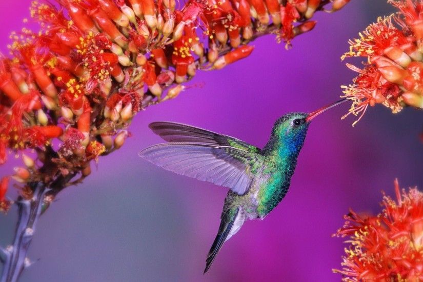 Hummingbirds HD Wallpaper | Hummingbird Pictures | New Wallpapers