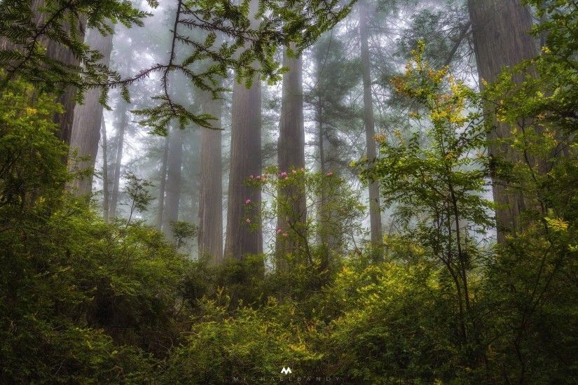 united states state california forest redwood redwoods tree night fog haze
