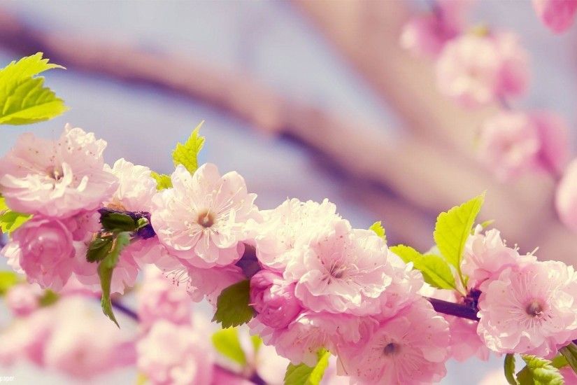 Spring Flowers Desktop Wallpaper - HD Wallpapers
