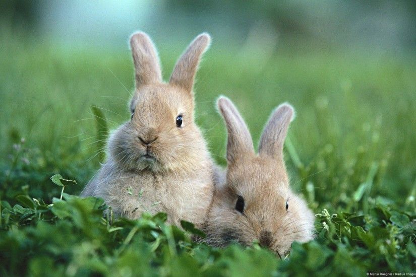 Baby Bunny Wallpaper Pictures 5 HD Wallpapers