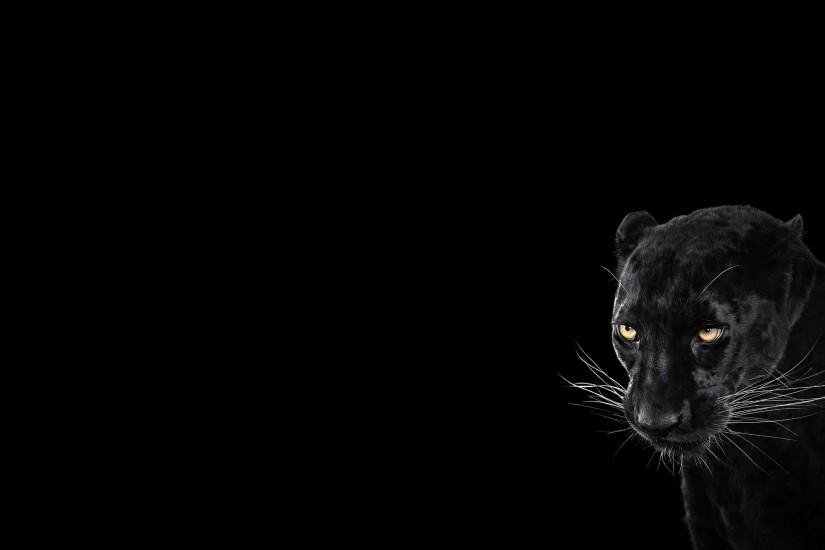 beautiful black panther wallpaper 2560x1440 for macbook