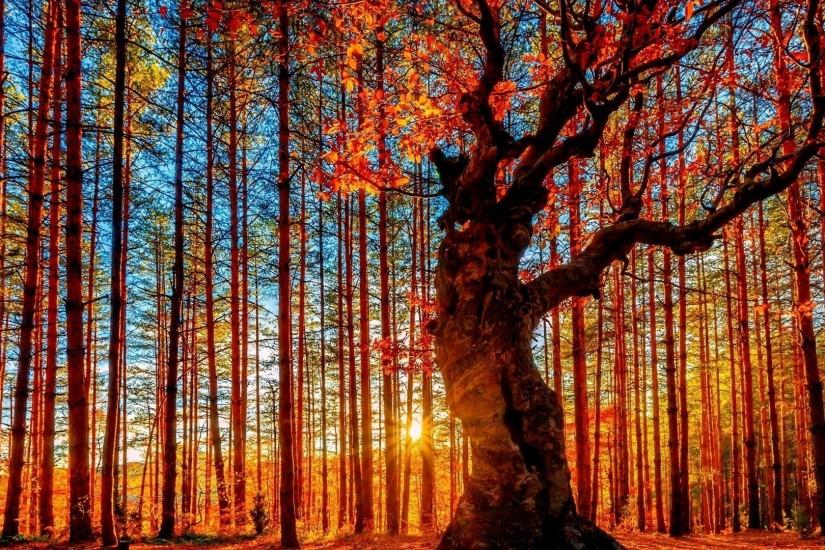 nature, Trees, Fall, Sun, Branch, Leaves, Colorful, Clouds, HDR, Sun Rays,  Bulgaria, Pagan Sanctuary, Belintash, Ð±ÐµÐ»Ð¸Ð½ÑÐ°Ñ, People Wallpaper HD