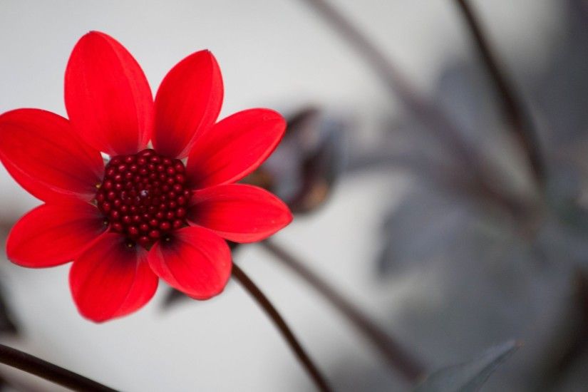 HD Red Flower