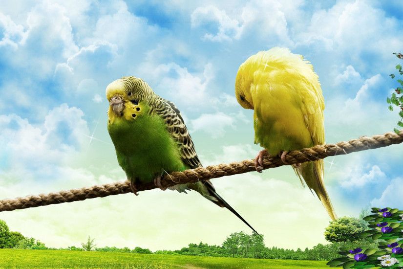 Most Beautiful Love Birds Full HD Wallpapers