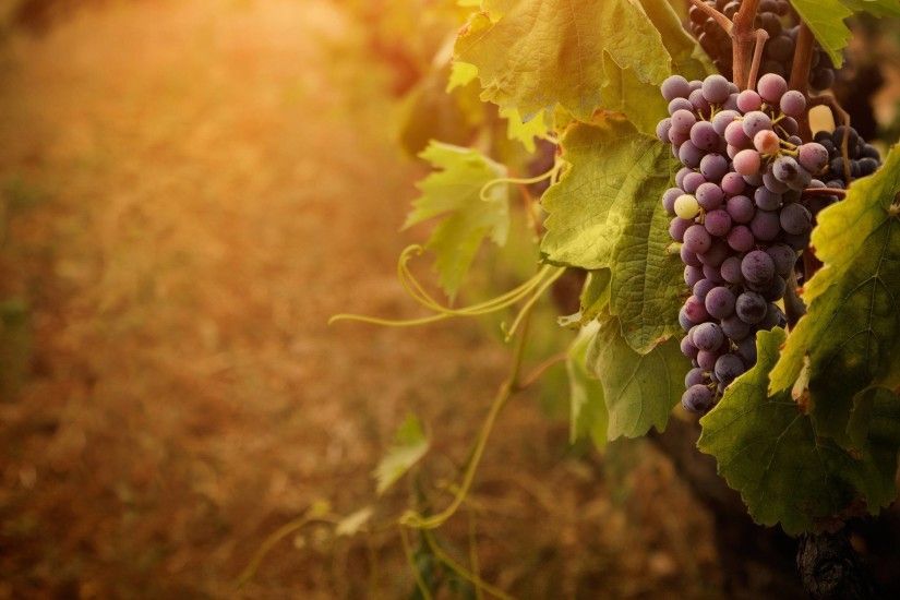 2880x1800 Wallpapers Grapes