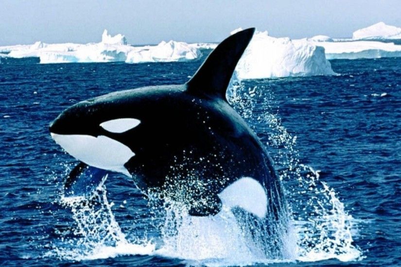 Download Wallpaper Â· Back. animals killer whale ...