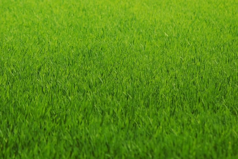 top grass background 2560x1600 for xiaomi