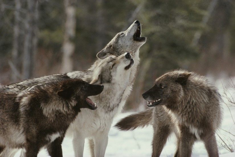 pictures of wolves howling