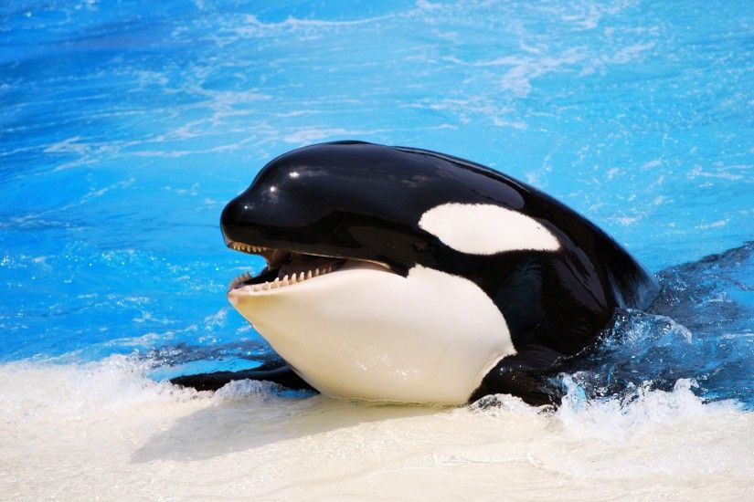 Search Results for “orca whale hd wallpaper” – Adorable Wallpapers