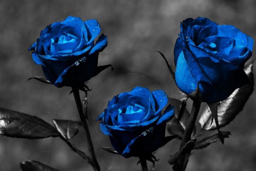 blue-rose-widescreen-high-quality-wallpaper-download-blue-