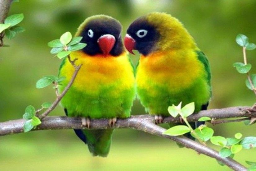 Love Birds Hd Wallpapers Beautiful Loving