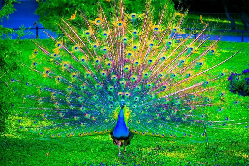 HD Peacock Wallpaper