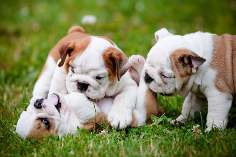 english bulldog dogs puppies trinity game