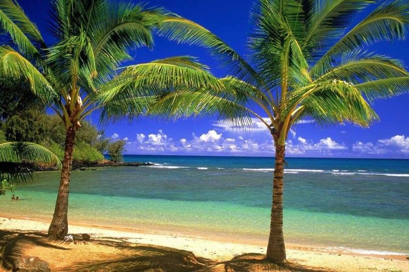 Beaches Sea Trees Palm Nature Scene Background