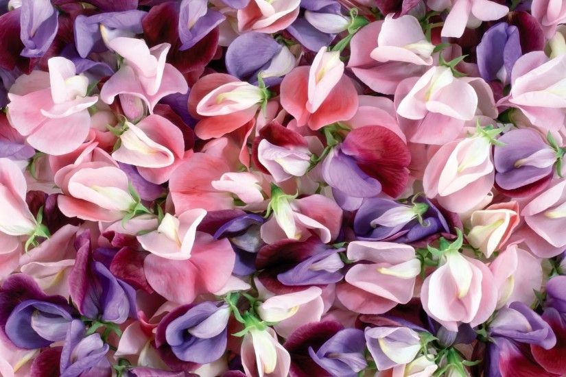 Pink And Purple Flowers Background