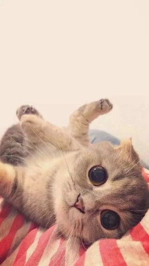 Play Cute Cat Pet Animal #iPhone #6 #plus #wallpaper