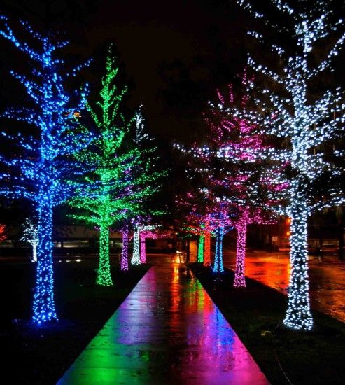 trees in the park night holiday u happy holidays u christmas lights tumblr  pictures happy -