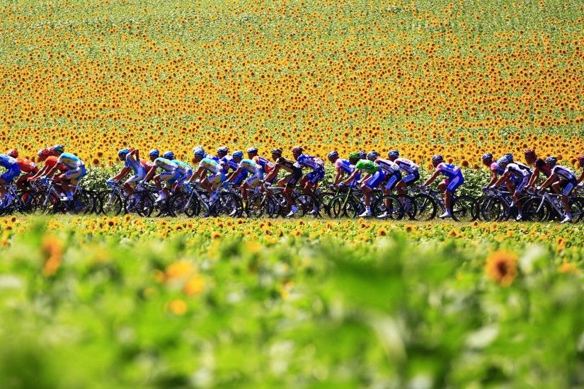 Tour De France Sunflowers