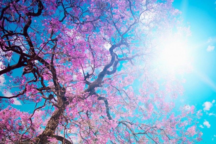 o-hanami-blossom-festival-and-to-enjoy-the-
