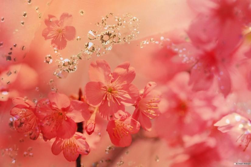 download flowers background 1920x1200 high resolution
