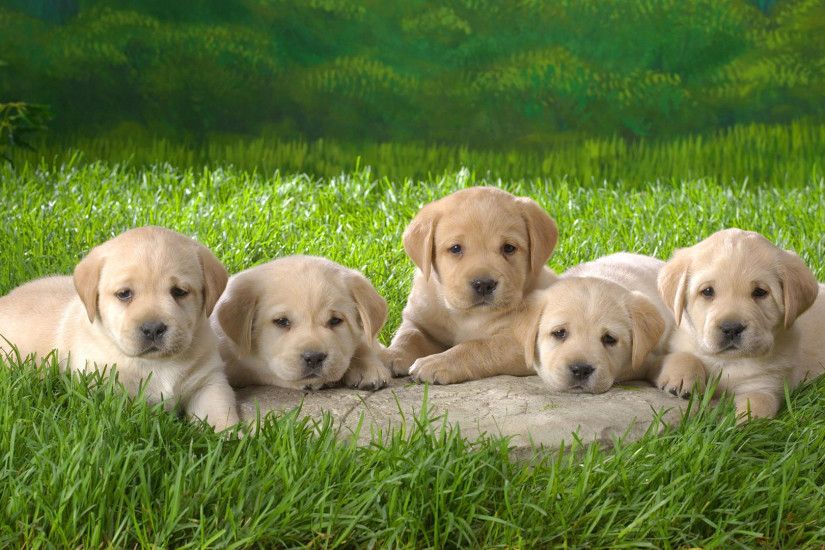 Labrador Puppies Wallpaper