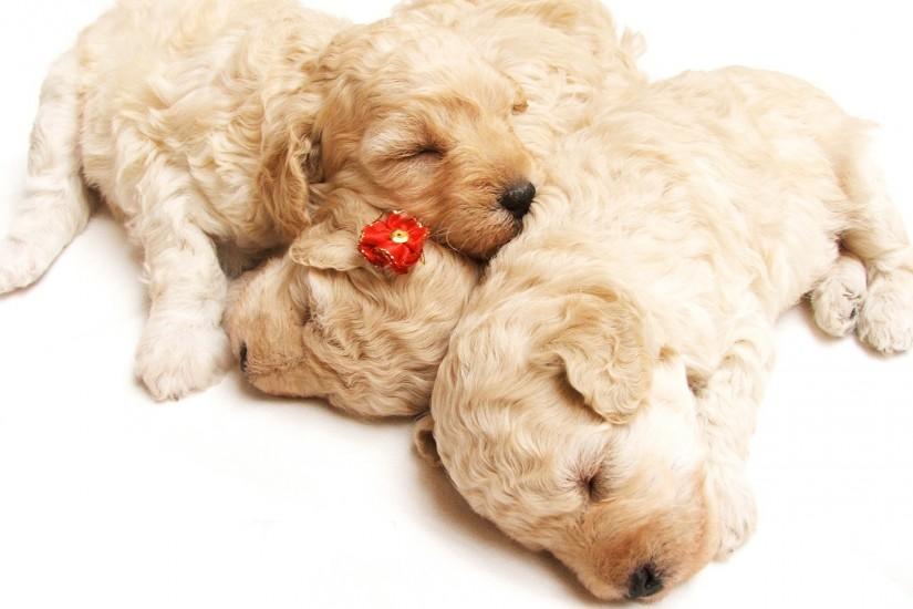 Cute Sleeping Puppies