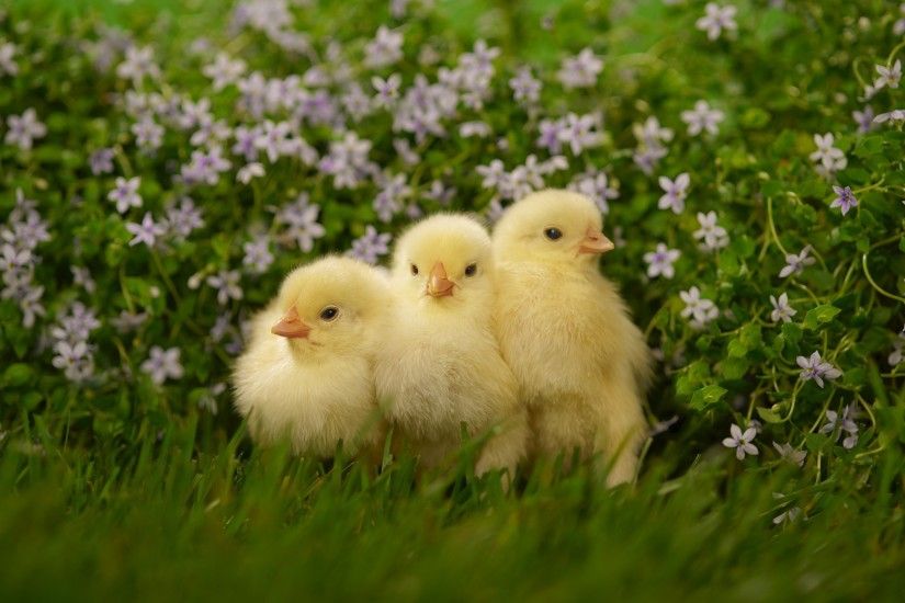 Chicken Tag - Baby Animal Cute Chicken Wallpaper Photos Animals for HD 16:9  High