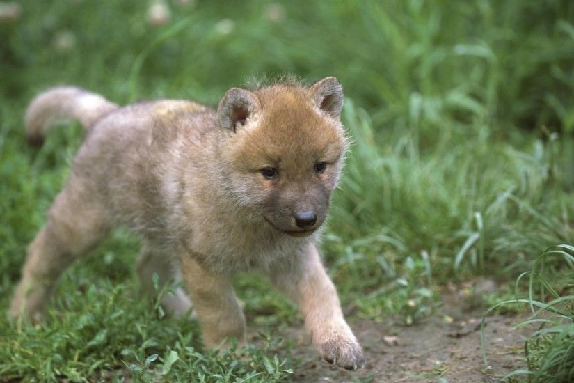 Baby Wolf Walking